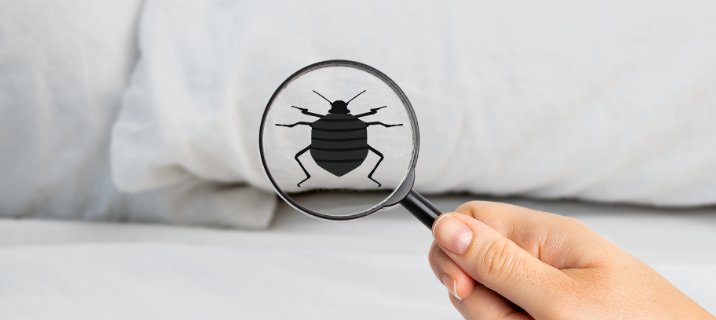 Magnifying glass showing a cockroach